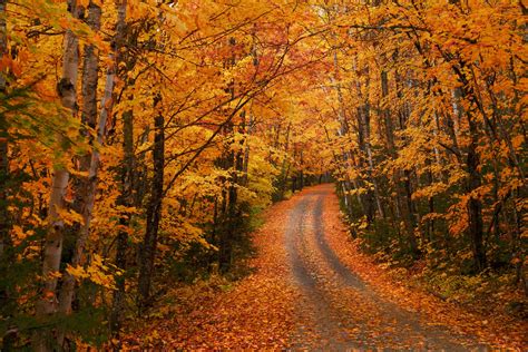 road between trees #path #tree #forest #woodland #autumn #fall #leaf # ...