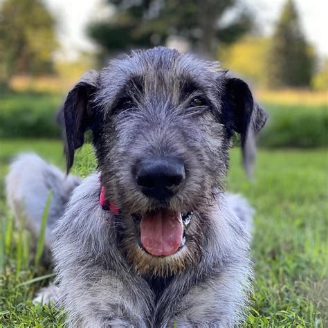 Top 10 INCREDIBLE FACTS about the Irish WOLFHOUND you never knew