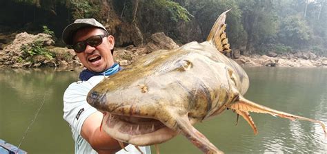 Goonch ( Bagarius yarrelli )- Man Eating Catfish Thailand- BKKGUY ...