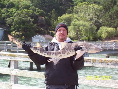 Humboldt Bay Leopard Shark Fishing (January 2023)