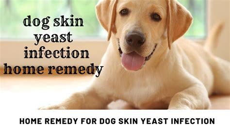 Dog skin yeast infection home remedy | HOME REMEDY FOR DOG SKIN YEAST INFECTION - YouTube