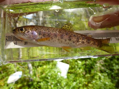 Cutthroat trout • Oncorhynchus clarkii clarkii - Biodiversity of the ...