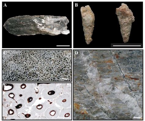 Carbonization Fossils