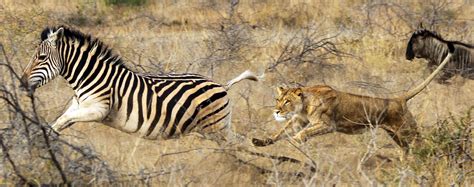 lion-chasing-zebra-thanda-safari-1900x750-TWL030 - Africa Endeavours
