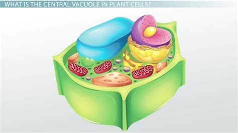 Central Vacuole in Plant Cells: Definition & Function - Video & Lesson Transcript | Study.com