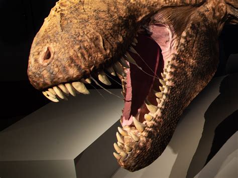 What the Tyrannosaurus Rex Really Looked Like | Reader's Digest