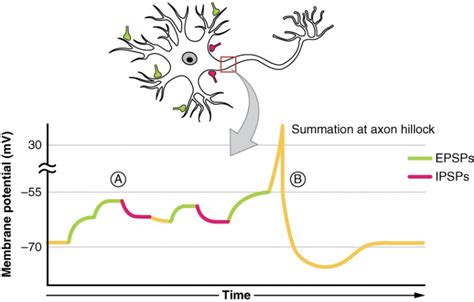 Graph Which Represents an Excitatory Postsynaptic Potential