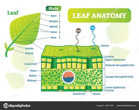 Leaf anatomy vector illustration diagram. Biological macro scheme ...