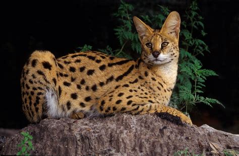 African Golden Cat Characteristics and Pictures - InspirationSeek.com