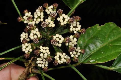 Osmoxylon simplicifolium (Araliaceae) image 52739 at PhytoImages.siu.edu