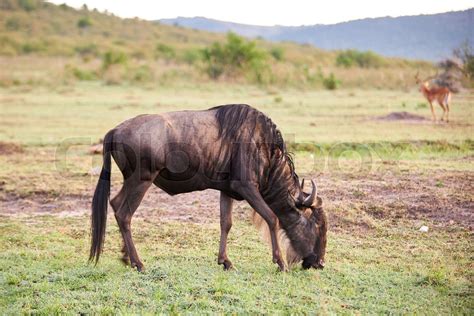 Gnuer på savanne, Afrika, dyr, safari, vilde, bytte | Stock foto | Colourbox