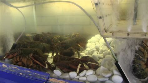 Lobster tank Footage | Stock Clips