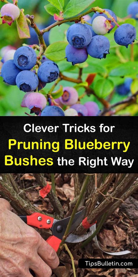 Clever Tricks for Pruning Blueberry Bushes the Right Way | Pruning blueberry bushes, Blueberry ...