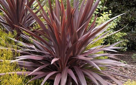 Cordyline Red Star - Moss Greenhouses