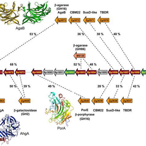 | List of Bacteroidetes with a fully sequenced and published genome,... | Download Table