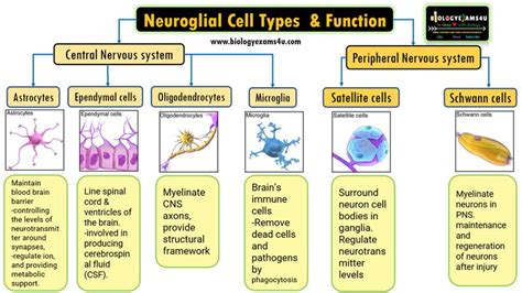 What are glial Cells? Different types of glial cells and its functions. | Nerve cell, Basic ...