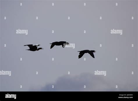 Three Flying Birds Silhouette