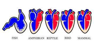 Where is a snakes heart? (Answered and Explained!) – Outlife Expert