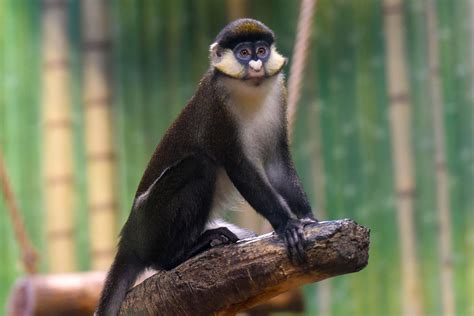 Red-tailed guenon | The Maryland Zoo