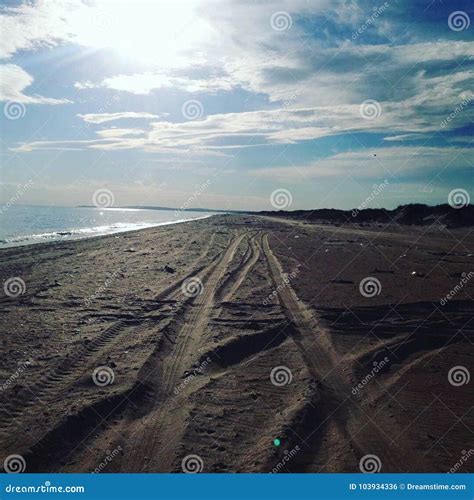 Wild beaches. stock photo. Image of forest, wildlife - 103934336