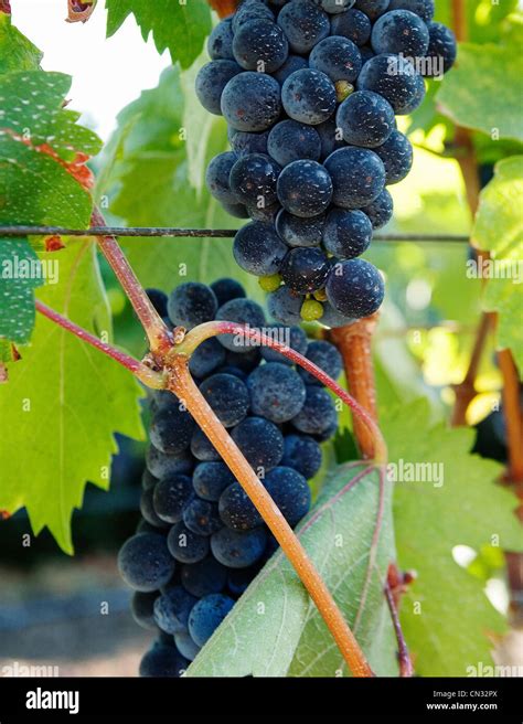 Zinfandel hi-res stock photography and images - Alamy