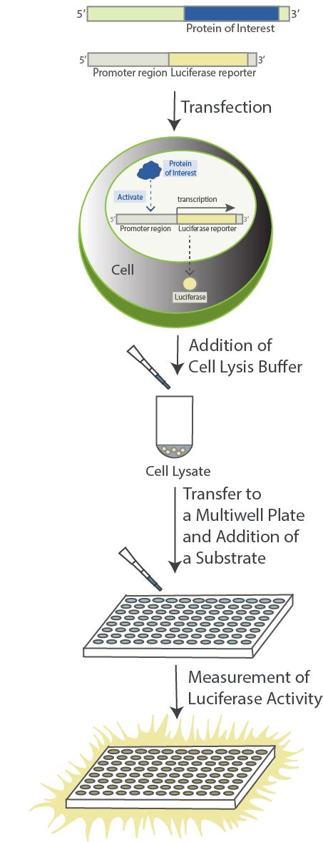 A Deep Dive Into the Luciferase Assay: What It is, How It Works and ...