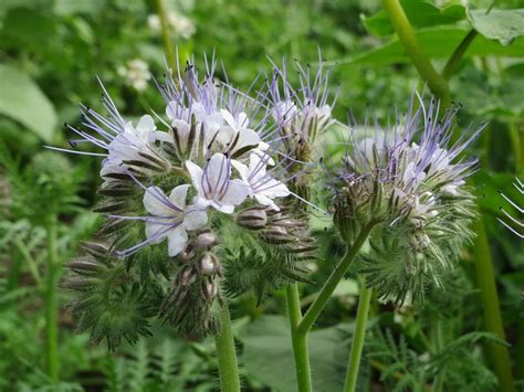 Phacelia tanacetifolia Lacy Phacelia 20 seeds | Etsy