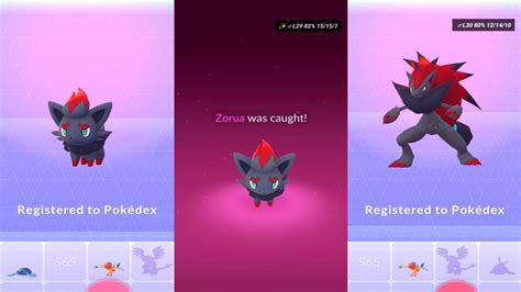 Pokemon Go Zorua Catch & Zoroark Evolution - YouTube