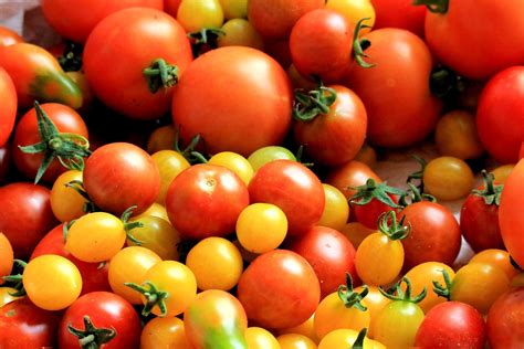 Tomaten-Ratgeber | Gärtner Pötschke