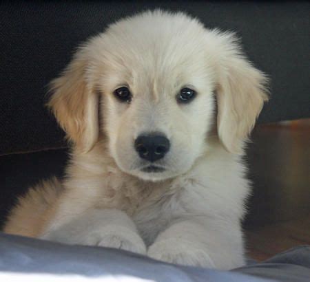 Fluffy Fat Golden Retriever Puppies