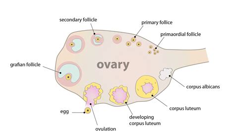 Ovary Primary Follicle Diagram | Video Bokep Ngentot