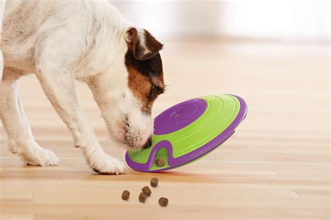 INTERACTIVE DOG TOYS | HOW TO PICK THE BEST GAME FOR YOUR PUP