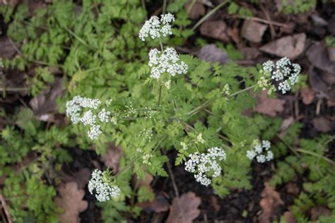 Cow Parsley – GJPlantId