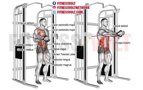 Pallof Press - Benefits, Muscles Trained, Exercise Instructions, and ...