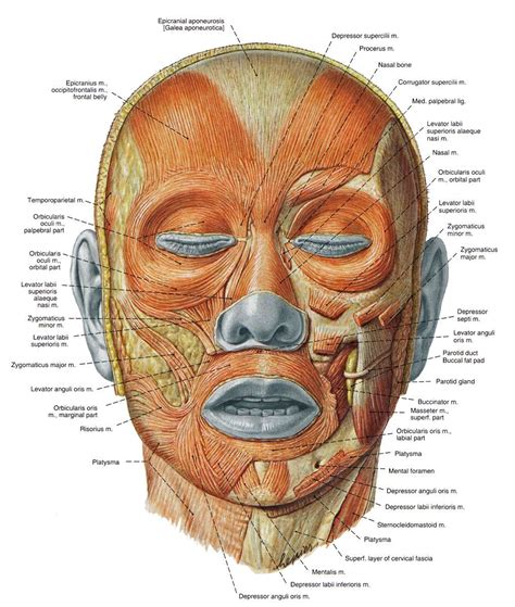 Rub Away Worry Furrows On Your Brow With Facial Regimens | Face ...