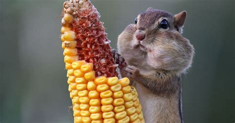 Wallpapersity: Picture of a chipmunk eating corn