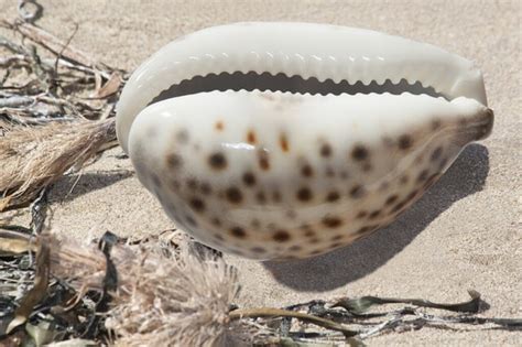 What Do Cowrie Shells Mean? - Symbol Sage