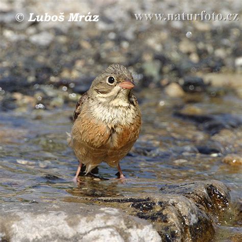 Ortolan Bunting Photos, Ortolan Bunting Images, Nature Wildlife Pictures | NaturePhoto