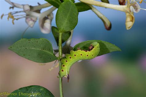 Bee Hawk Moth caterpillar photo WP16905