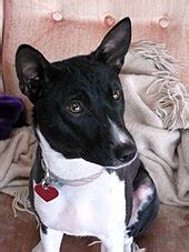 Basenji - Wikipedia