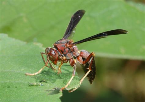 Family Vespidae – ENT 425 – General Entomology