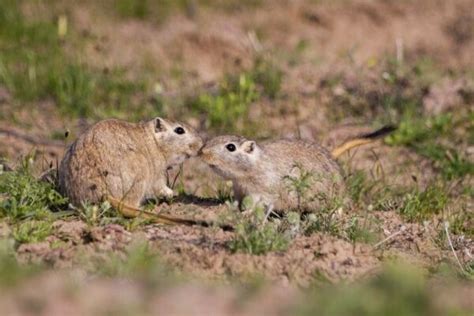 5 Types of Gerbil Breeds: An Overview (With Pictures) | Pet Keen