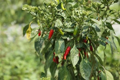 Leaf Curl Virus in Chilli Crop: Symptoms, Causes, Control, and Treatment