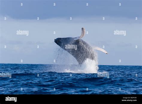 humpback whale breaching hawaii Stock Photo - Alamy