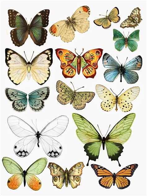 "Butterfly Poster 7" Poster by catpawe | Redbubble