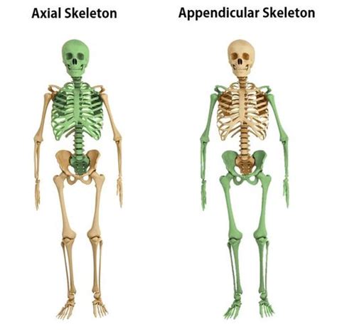 The Appendicular Skeleton - SCIENTIST CINDY