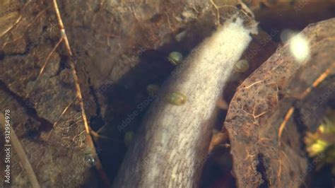 The slug came under water in forest swamp, daphnia and other small ...