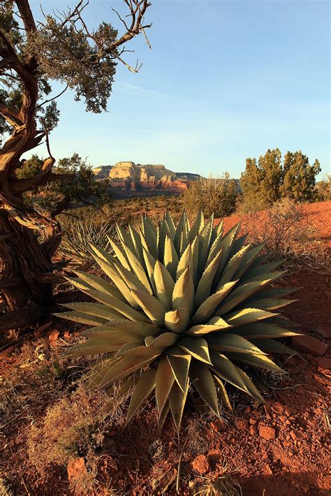 Cacti are more endangered than pandas. 1 species out of 3 is threatened ...