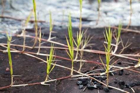 Premium Photo | Grass and rock