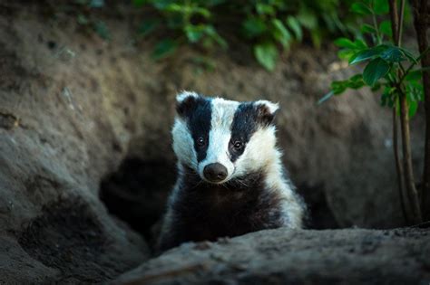 How to Deter Badgers From Your Property | Nite Guard